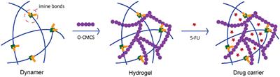 Dynamic Hydrogels Based on Double Imine Connections and Application for Delivery of Fluorouracil